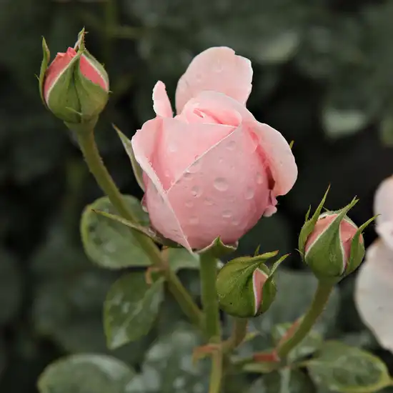 Rosa Deléri - roz - trandafiri târâtori și cățărători, Climber